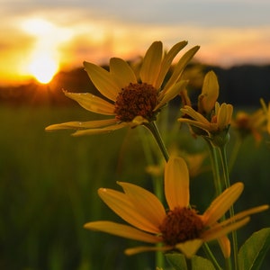 Warmth and Wildflowers / Michigan Photography / Flower Print / Summer / Canvas / Metal Print
