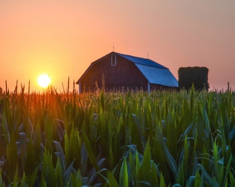 Sunrise On The Farm / Country Morning / Barn / Michigan Photography / Summer / Canvas / Metal Print