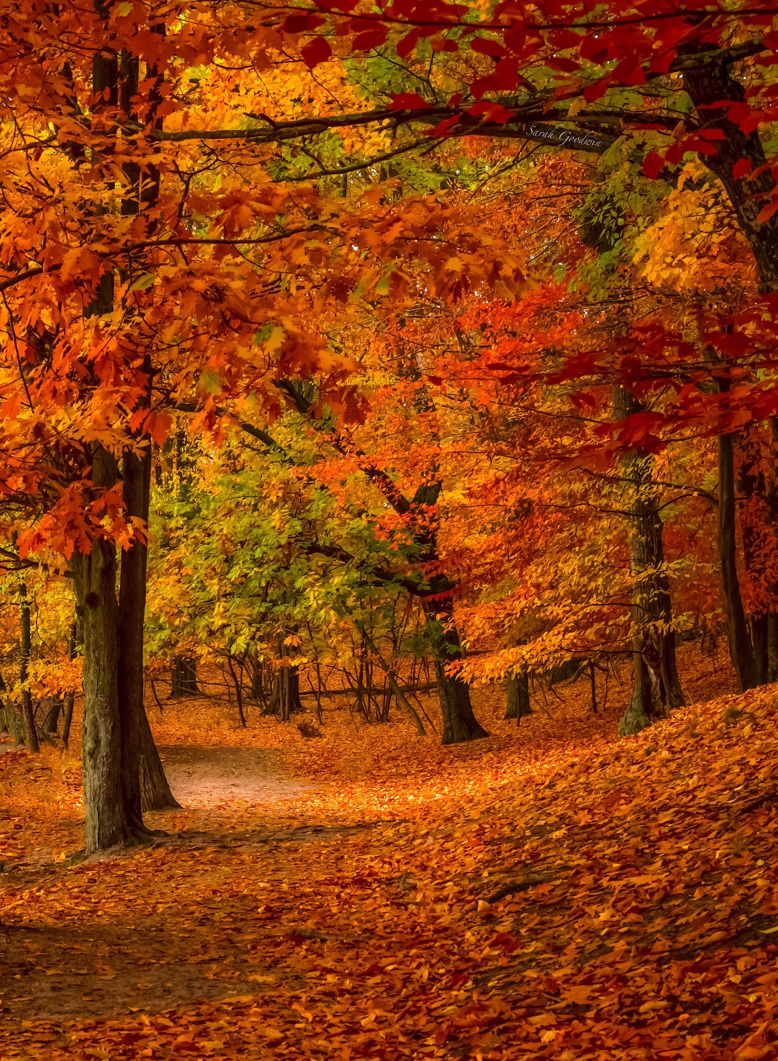 Autumn Walk / Fall Wall Print / Michigan Photography / Ludington ...