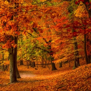 Autumn Walk / Fall Wall Print / Michigan Photography / Ludington / Autumn / Canvas / Metal Print