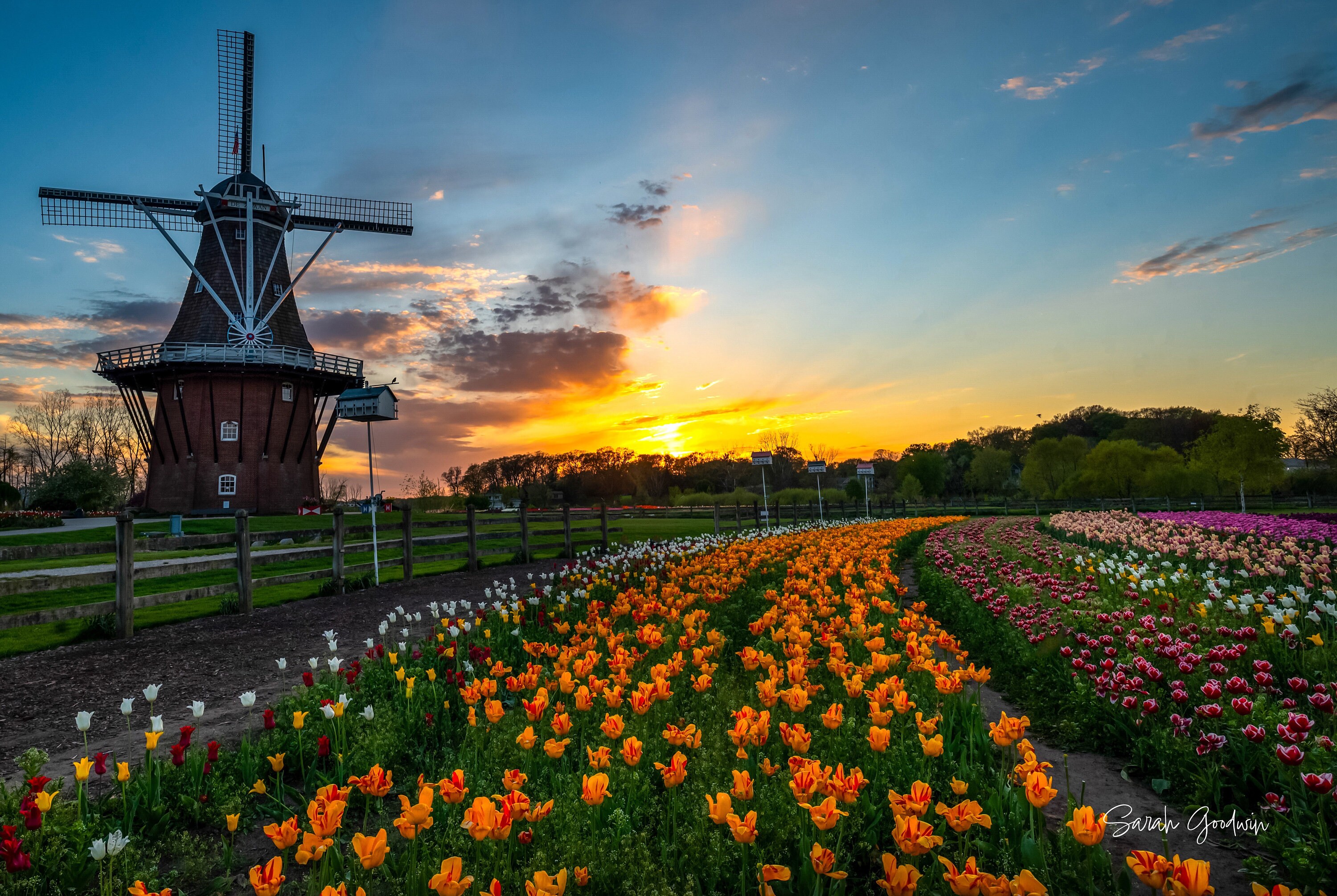 Tulips and Dutch Delight / Tulips / Holland / Dutch Windmill / Michigan  Photography / Canvas / Metal Print - Etsy, image size:3000x2012
