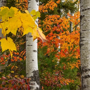 Autumn In Upper Peninsula / Fall Wall Print / Michigan Photography / Pictured Rocks / Autumn / Canvas / Metal Print