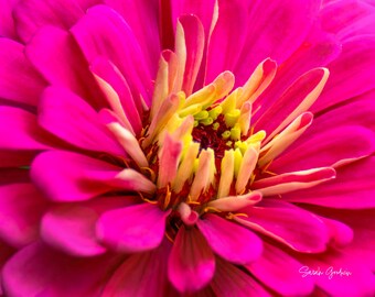Pretty Zinnia / Zinnia / Michigan Photography / Flower Print / Summer / Canvas / Metal Print