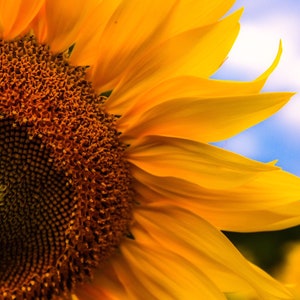 Sunflower / Michigan Photography / Flower Print / Summer / Canvas / Metal Print