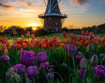Golden Hour At The Garden / Tulips / Holland / Dutch Windmill / Michigan Photography / Canvas / Metal Print