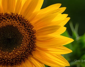 Sunflower Delight / Michigan Photography / Flower Print / Summer / Canvas / Metal Print
