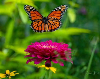 Taking Flight / Monarch / Butterfly / Michigan Photography / Flower Print / Zinnia / Canvas / Metal Print