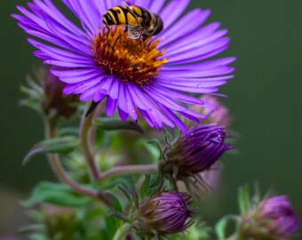 Aster And The Marsh Fly / Purple Aster / Michigan Photography / Flower Print / Summer / Canvas / Metal Print