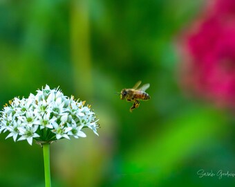 Mr Honeybee and The Chive / Honeybee / Michigan Photography / Flower Print / Summer / Canvas / Metal Print
