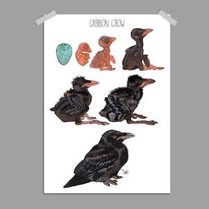 Carrion Crow Science chart growth Poster A4/A3 | Painting / Wall Art / Nature Print / Crows / Ravens