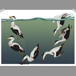 Diving Eider Duck Science Art Print Poster A4/A3 | Painting / Wall Art / Nature Print