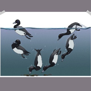 Diving Tufted Duck Science Art Print Poster A4/A3 | Painting / Wall Art / Nature Print