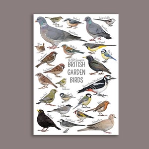 2024 revised British Garden Birds Identification print featuring common birds seen in gardens