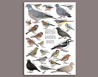 2024 revised British Garden Birds Identification print featuring common birds seen in gardens