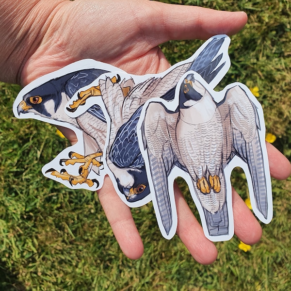 Stickers: Peregrine Falcon medium sized vinyl waterproof hardy stickers