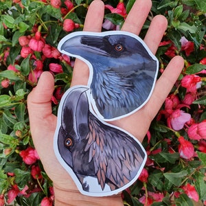 Raven and Crow sticker sets | Common Raven, White-necked Raven, Crow, Hooded Crow | set of 2 stickers vinyl waterproof glossy