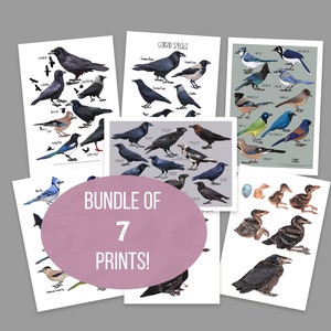Könnte beinhalten: Ein Bundle von sieben Kunstdrucken mit detaillierten Illustrationen verschiedener Vogelarten. Die Drucke zeigen Vögel in verschiedenen Posen und Farben, einige mit wissenschaftlichen Namen. Der Text "BUNDLE OF 7 PRINTS!" ist sichtbar.