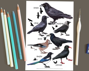 British Corvids POSTCARD A5 | Painting / Wall Art / Nature Print / Bird Poster