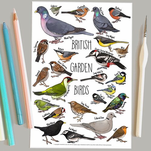 British Garden Birds Identification POSTCARD A5 Painting / - Etsy UK