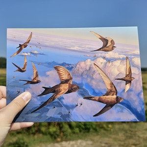 May include: A print of a flock of brown and white birds flying in a blue sky with white clouds. The birds are flying in a formation, with some birds in the foreground and some in the background.
