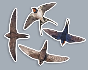 A collection of Common Swifts and Barn Swallows that are medium sized vinyl waterproof stickers