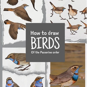 How to draw birds: Of the passerine order image 2