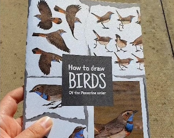 How to draw birds: Of the passerine order