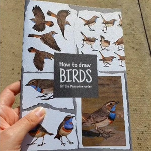 How to draw birds: Of the passerine order