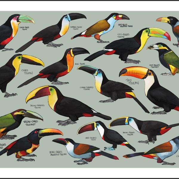 Toucan species Poster | Painting / Wall Art / Nature Print / Bird Poster / Toucanet / Aracari