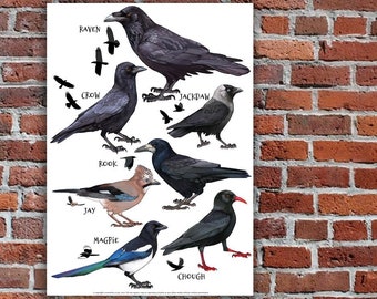 British Corvids Poster | Painting / Wall Art / Nature Print / Bird Poster
