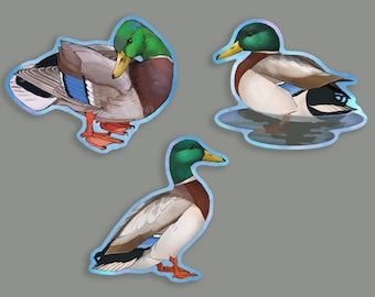 May include: Three mallard ducks, one standing, one swimming, and one preening its feathers. The ducks are depicted in a cartoon style with bright colors and a blue outline.