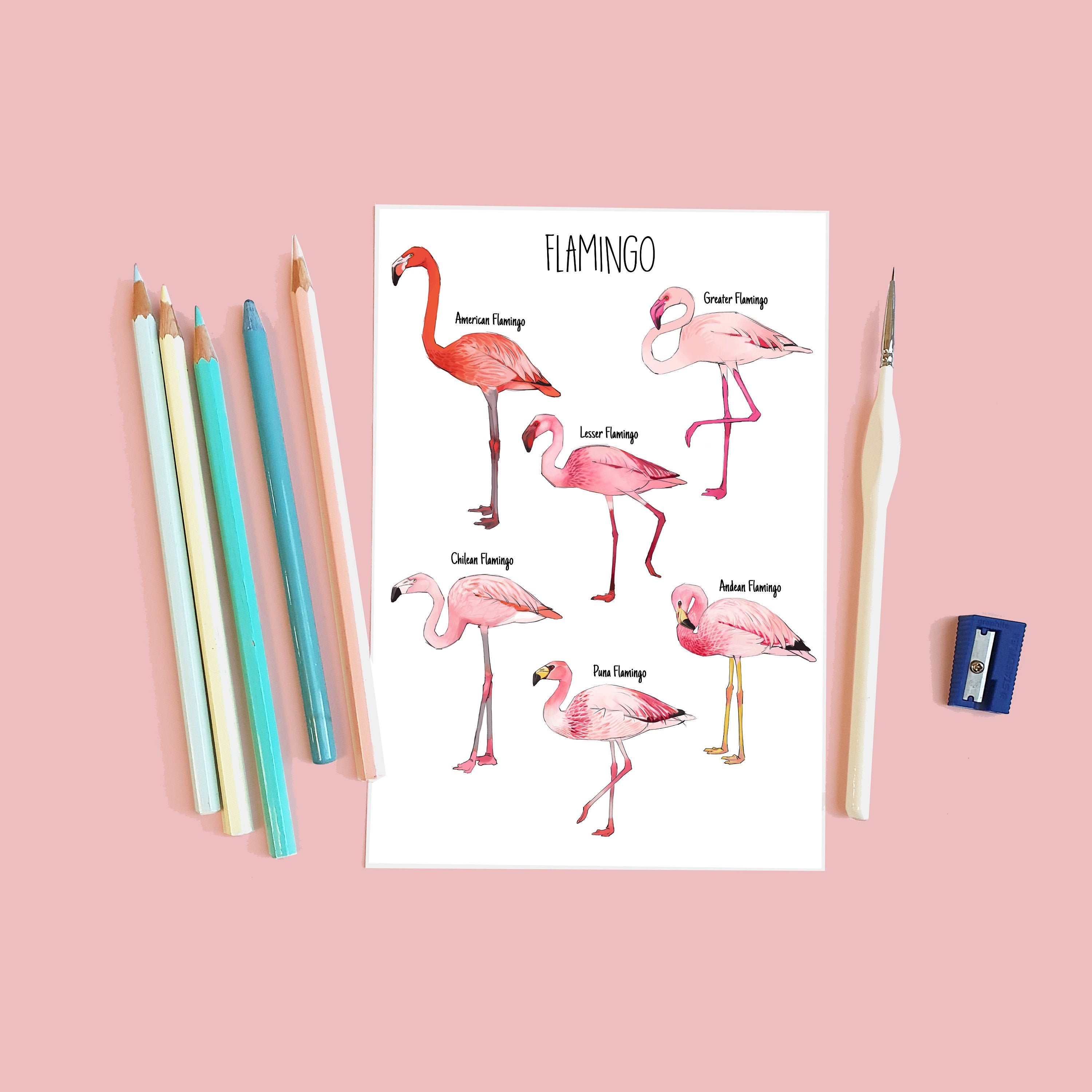 Flamingo species art print A4 –American Flamingo / Lesser Flamingo /  Greater Flamingo / Chilean Flamingo / James's Flamingo /Andean Flamingo