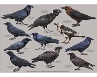 Raven species Poster | Painting / Wall Art / Nature Print / Bird Poster / Raven