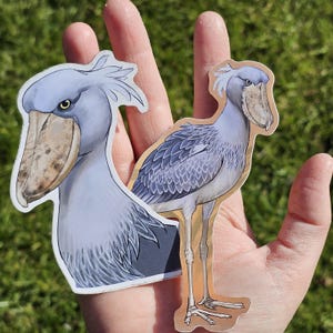 Shoebill or shoe-billed stork set of two large stickers
