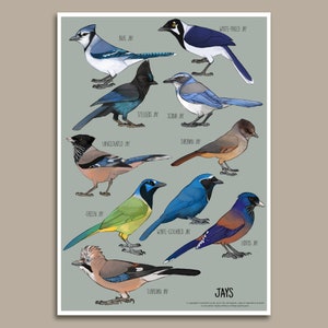 Jay species Poster | Painting / Wall Art / Nature Print / Bird Poster / Blue Jay / Stellars Jay