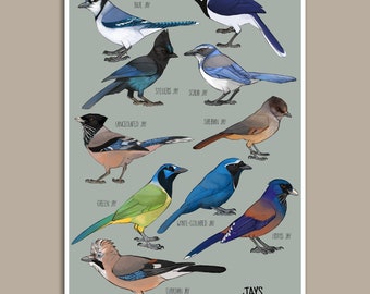 Jay species Poster | Painting / Wall Art / Nature Print / Bird Poster / Blue Jay / Stellars Jay