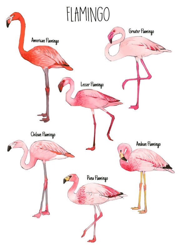 Flamingo Species Flamingo Species