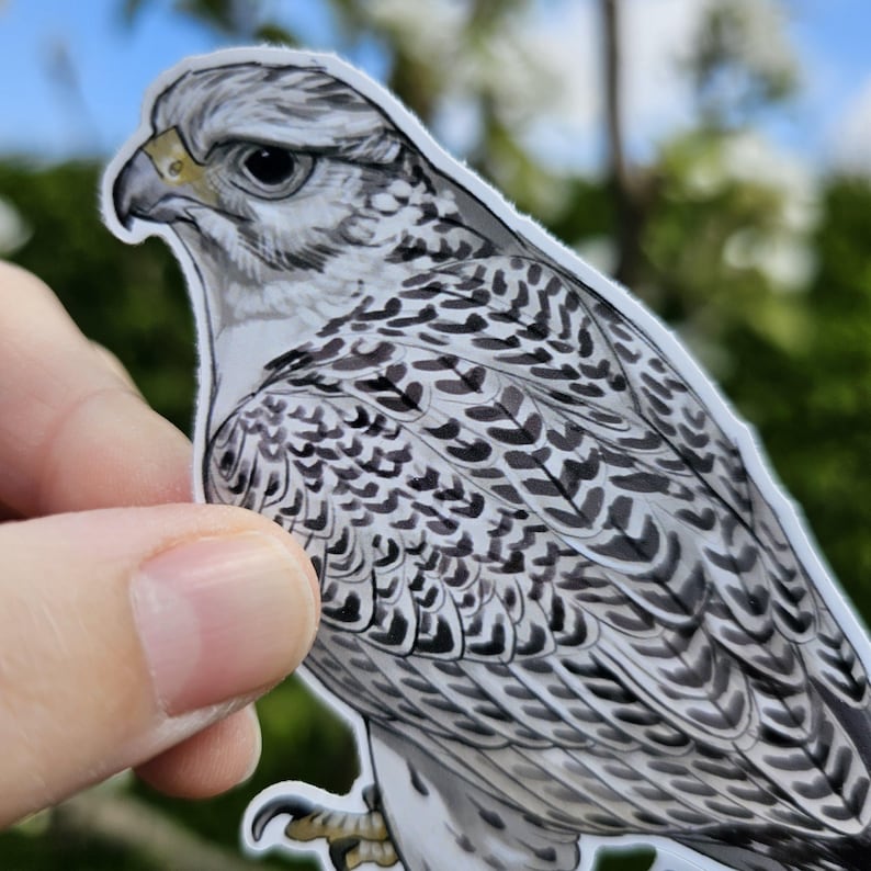 May include: A close-up of a white and gray bird with black markings. The bird is facing to the right and has a sharp beak. The bird is a Gyrfalcon.