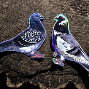 Holografisch verwilderte und zahme Tauben Sticker Bild 7