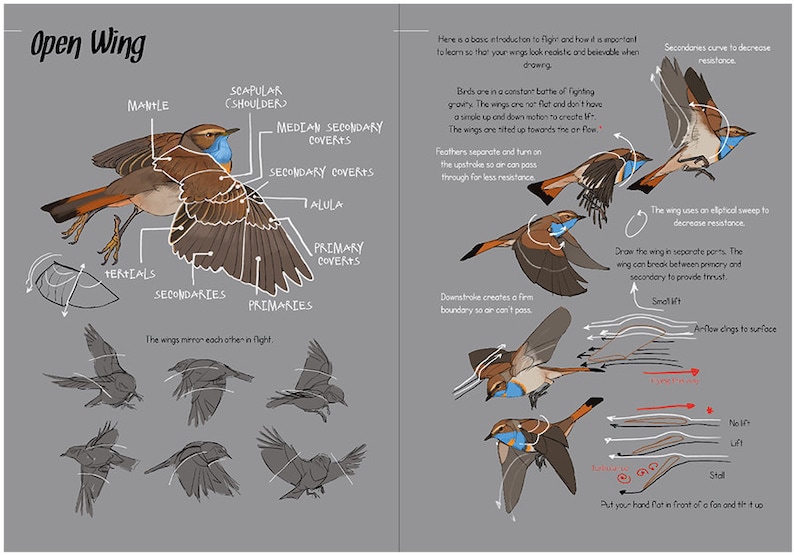 How to draw birds: Of the passerine order image 6