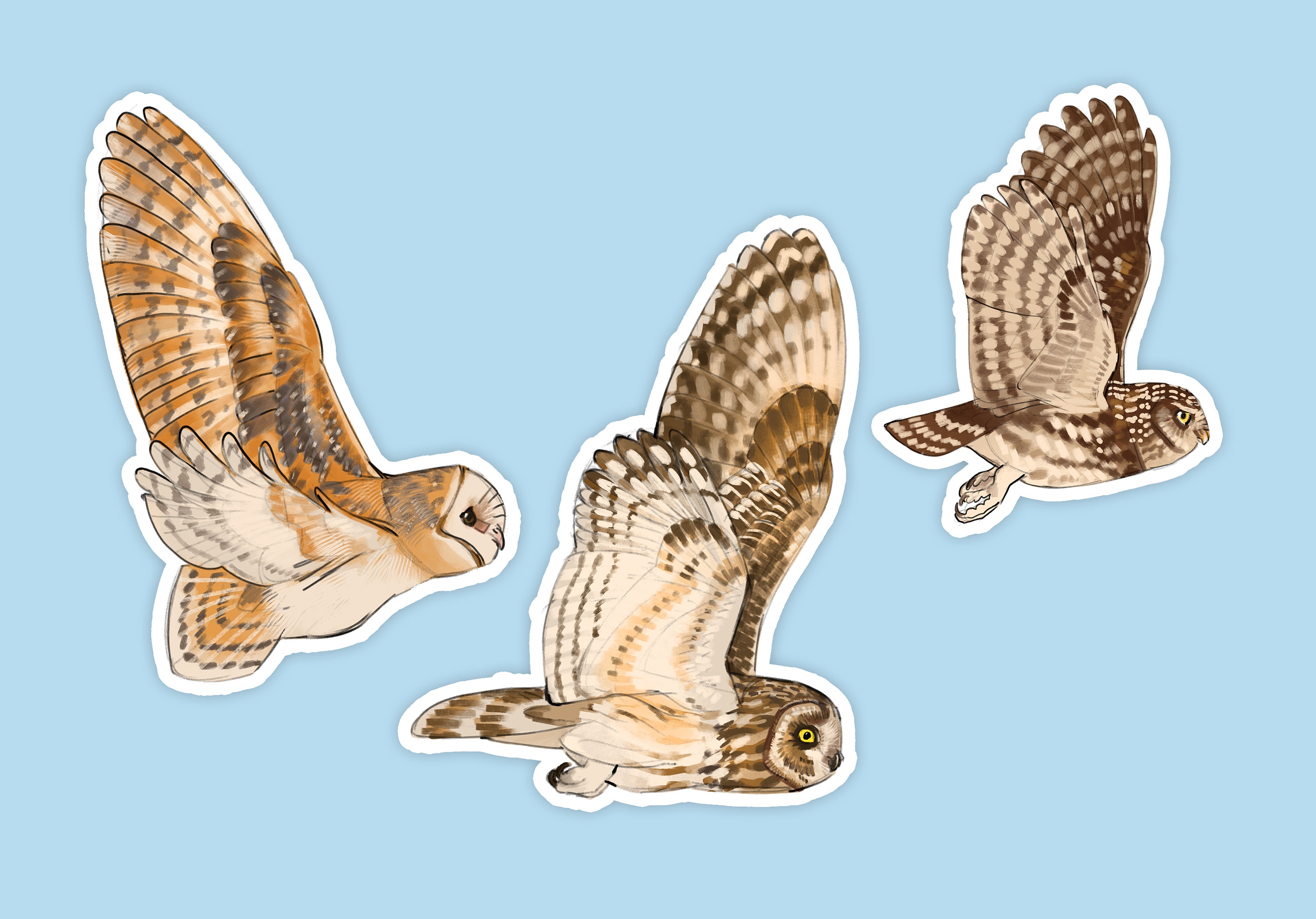 Medium sized glossy flying Barn Owl, Little Owl and Short eared owl stickers for journals or scrap b