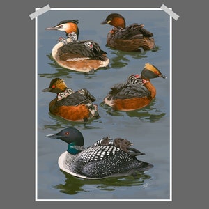 Grebes and their young chicks Art Print Poster A4/A3 | Painting / Wall Art / Nature Print
