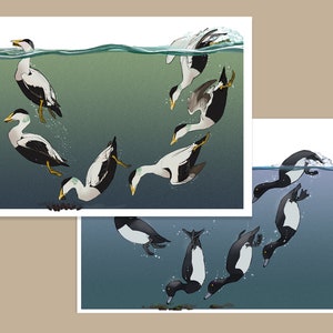 Carte de canards de plongée POSTCARD A5 | Peinture / Wall Art / Nature Print / Eider / Canard touffu