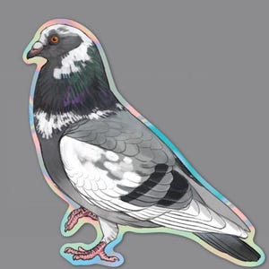 K&ouml;nnte beinhalten: Ein Aufkleber mit einer detaillierten Illustration einer Taube. Der Vogel hat graue, wei&szlig;e und schwarze Federn mit einem schillernden Rand. Die Taube ist im Profil dargestellt, wobei ihr orangefarbenes Auge sichtbar ist.