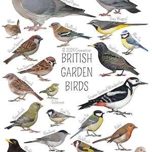 2024 Revised British Garden Birds Identification Print Featuring Common ...