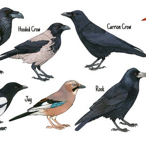 British Corvid Species Ceramic Mug | Raven | Crow | Jackdaw | Chough ...
