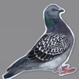 K&ouml;nnte beinhalten: Ein Aufkleber mit einer detaillierten Illustration einer Taube. Der Vogel hat einen grauen Kopf und K&ouml;rper mit schillernden gr&uuml;nen und violetten Federn am Hals. Die Fl&uuml;gel sind mit Schwarz und Wei&szlig; gemustert, und die F&uuml;&szlig;e sind rosa.