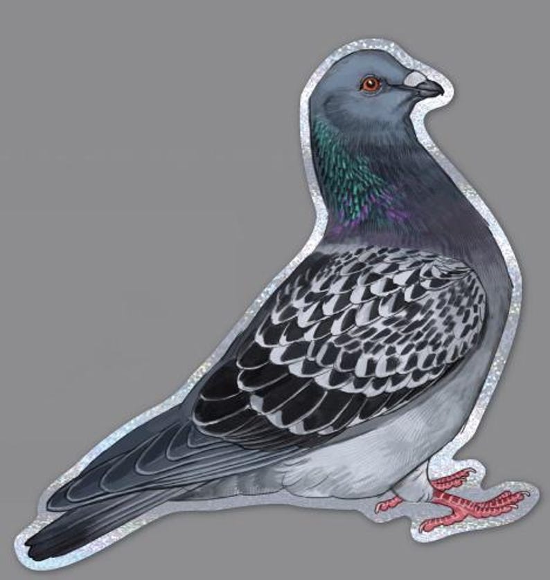 K&ouml;nnte beinhalten: Ein Aufkleber mit einer detaillierten Illustration einer Taube. Der Vogel hat einen grauen Kopf und K&ouml;rper mit schillernden gr&uuml;nen und violetten Federn am Hals. Die Fl&uuml;gel sind mit Schwarz und Wei&szlig; gemustert, und die F&uuml;&szlig;e sind rosa.