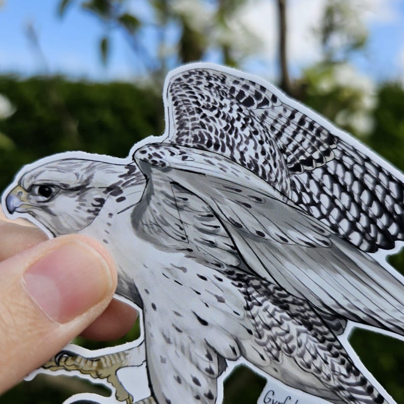 May include: A white and gray sticker of a Gyrfalcon with black markings on its wings. The sticker is on a white background and is being held by a hand.