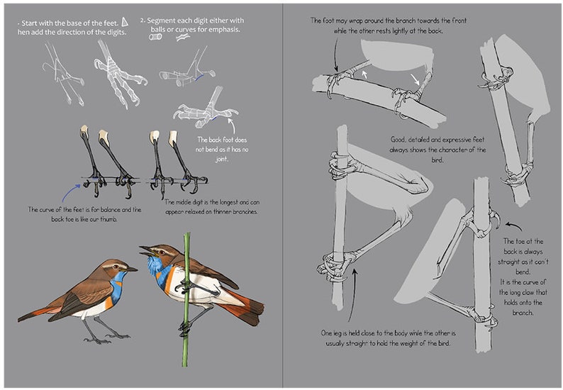 How to draw birds: Of the passerine order image 5